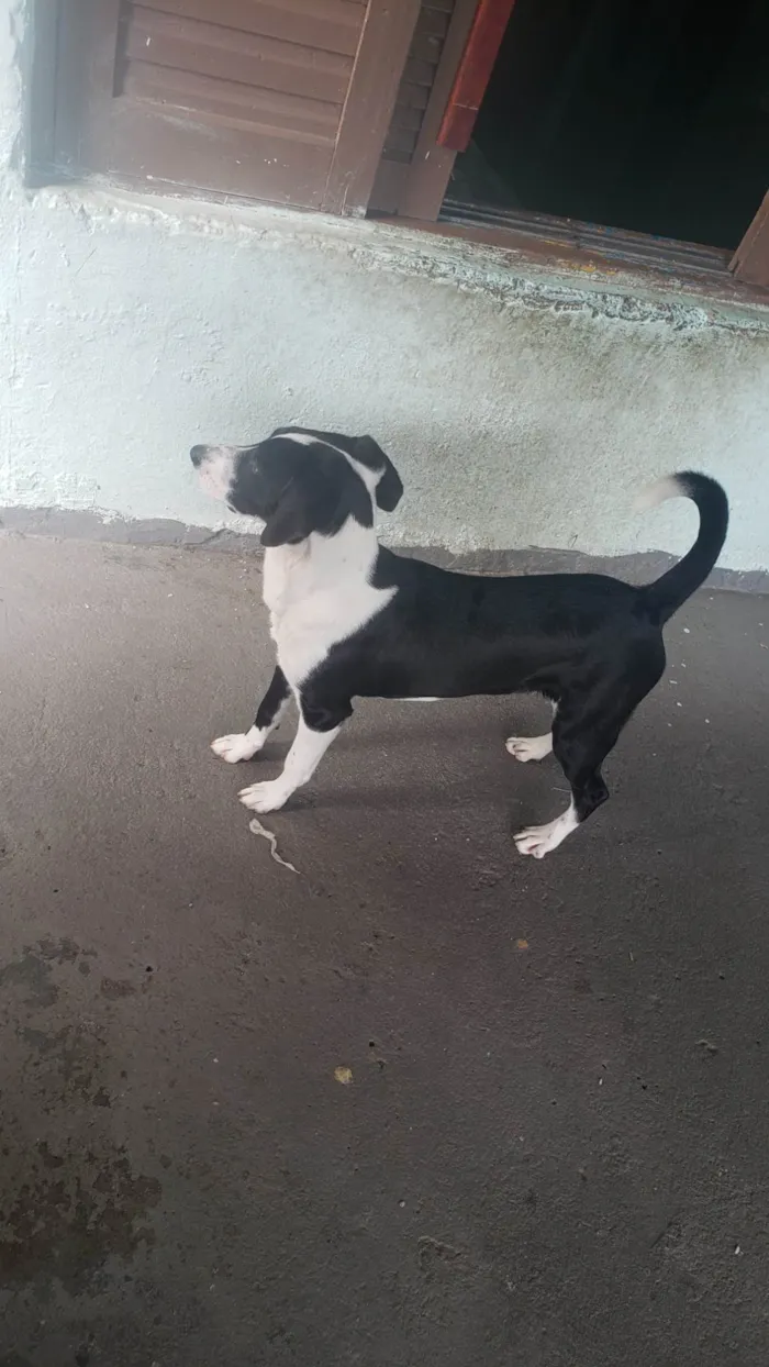 Cachorro ra a SRD-ViraLata idade 7 a 11 meses nome Thor