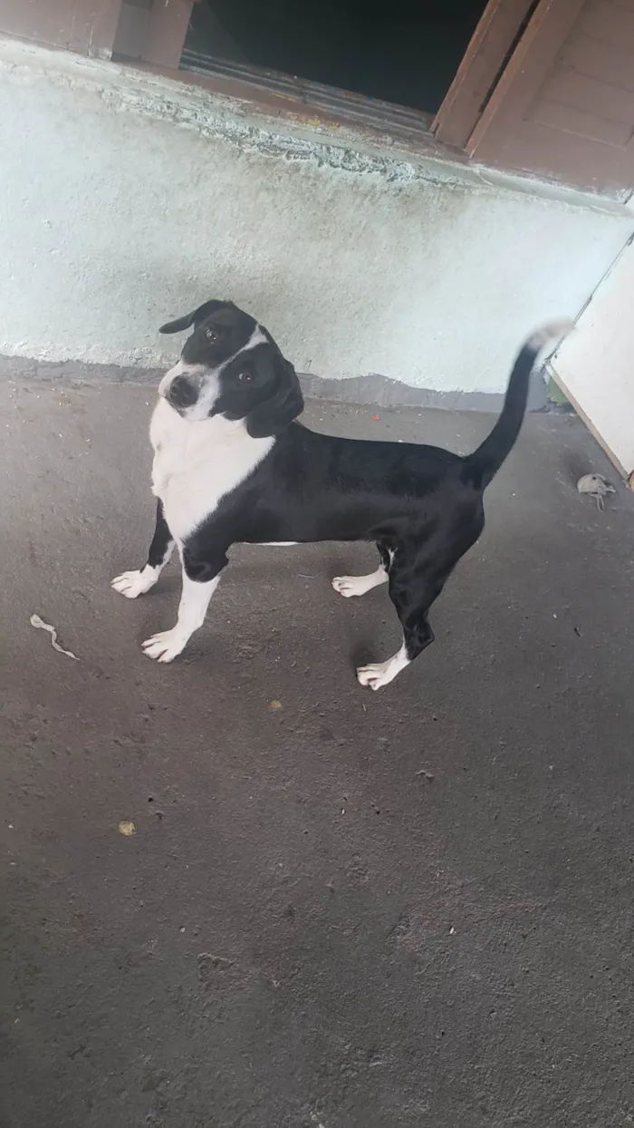 Cachorro ra a SRD-ViraLata idade 7 a 11 meses nome Thor