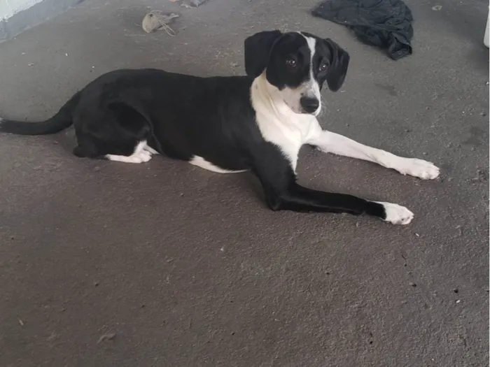 Cachorro ra a SRD-ViraLata idade 7 a 11 meses nome Thor