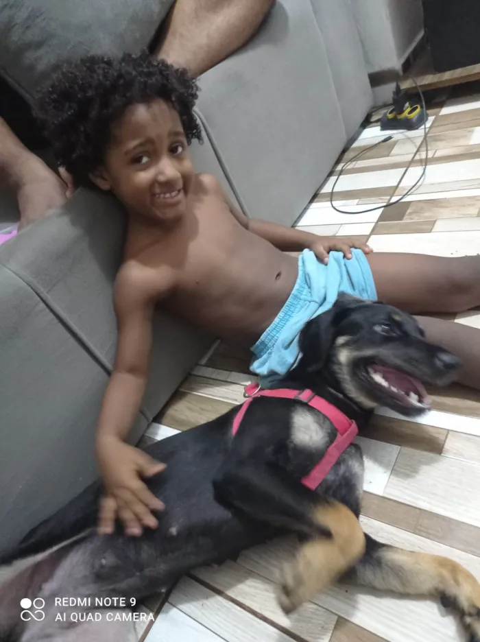 Cachorro ra a SRD-ViraLata idade 3 anos nome Nina