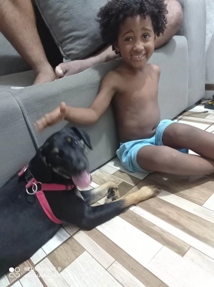 Cachorro ra a SRD-ViraLata idade 3 anos nome Nina