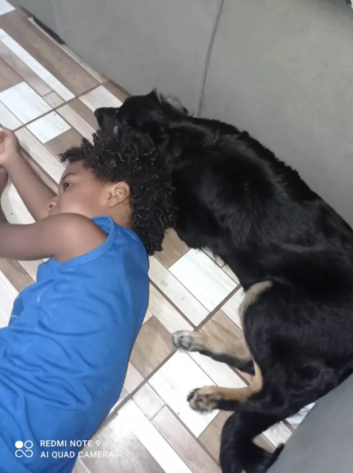 Cachorro ra a SRD-ViraLata idade 3 anos nome Nina