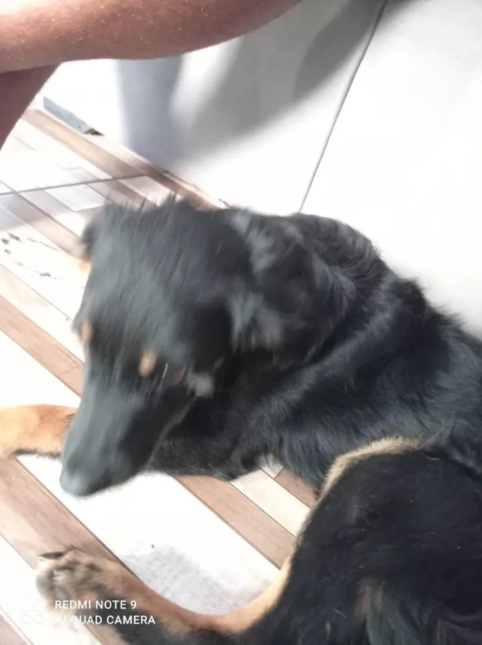 Cachorro ra a SRD-ViraLata idade 3 anos nome Nina