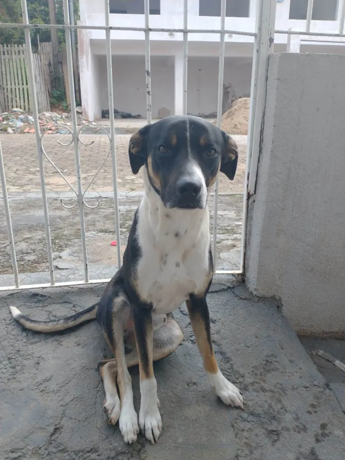 Cachorro ra a SRD-ViraLata idade 2 anos nome Valente