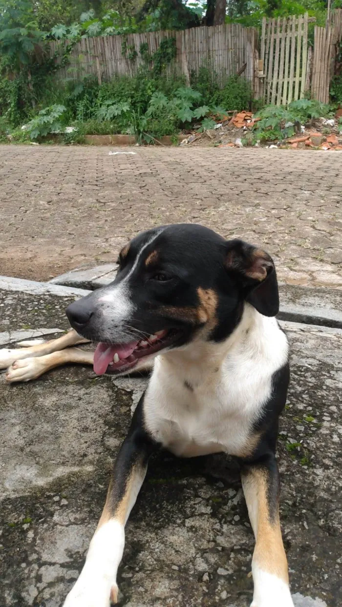 Cachorro ra a SRD-ViraLata idade 2 anos nome Valente