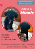 Cachorro raça SRD idade 2 a 6 meses nome Minnie 