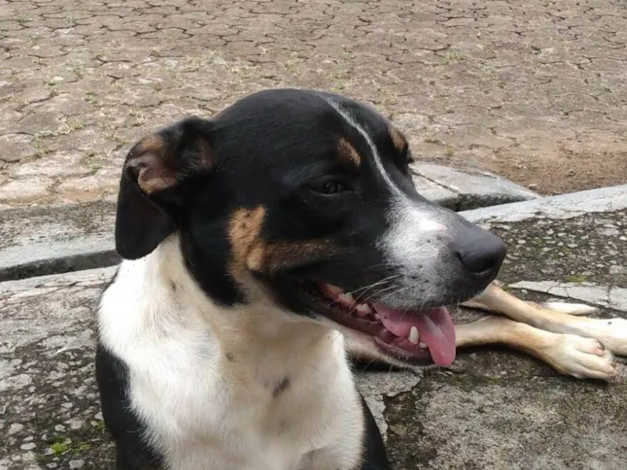 Cachorro ra a SRD-ViraLata idade 2 anos nome Valente