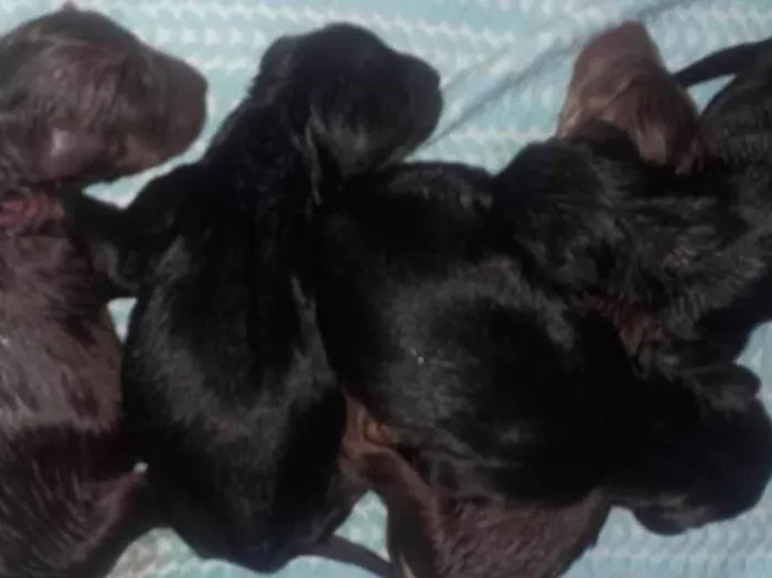 Cachorro ra a SRD-ViraLata idade Abaixo de 2 meses nome Sem nome