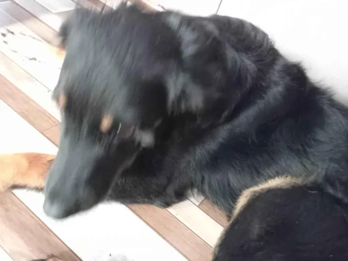 Cachorro ra a SRD-ViraLata idade 3 anos nome Nina