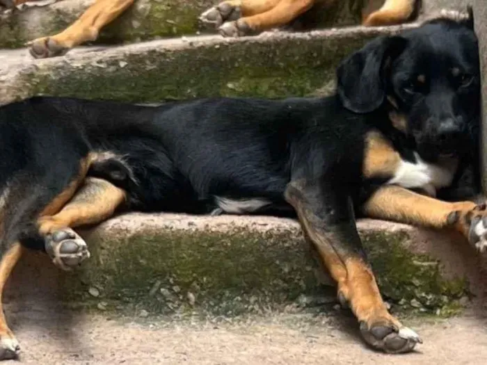 Cachorro ra a Vira lata  idade 1 ano nome Pretinho 