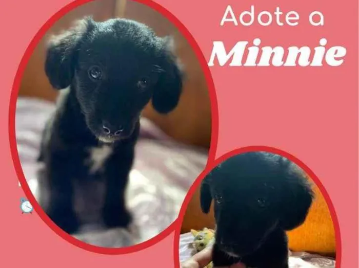 Cachorro raça SRD idade 2 a 6 meses nome Minnie 