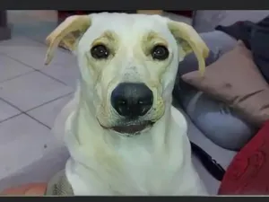 Cachorro raça SRD-ViraLata idade 2 anos nome Snoopy