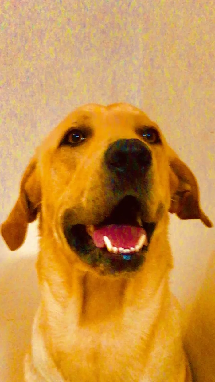 Cachorro ra a Labrador idade 1 ano nome Maple