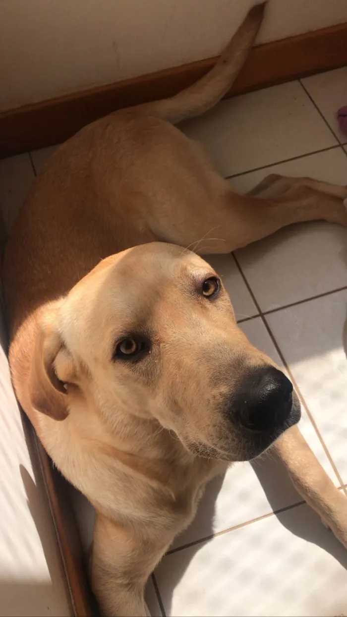 Cachorro ra a Labrador idade 1 ano nome Maple