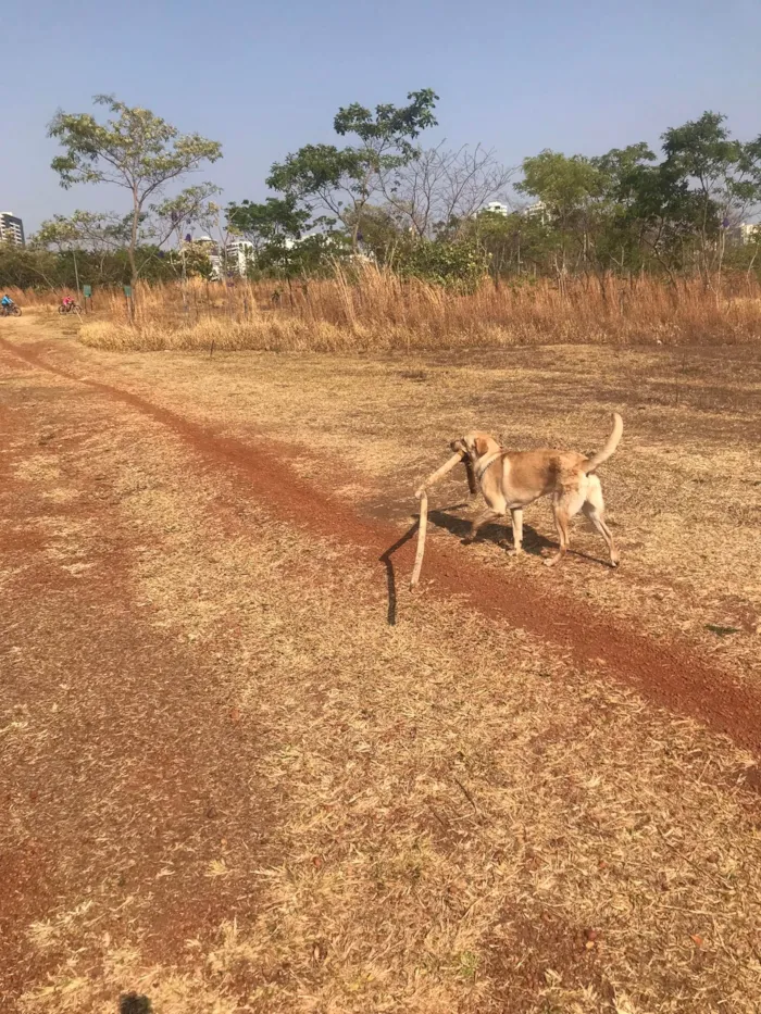 Cachorro ra a Labrador idade 1 ano nome Maple