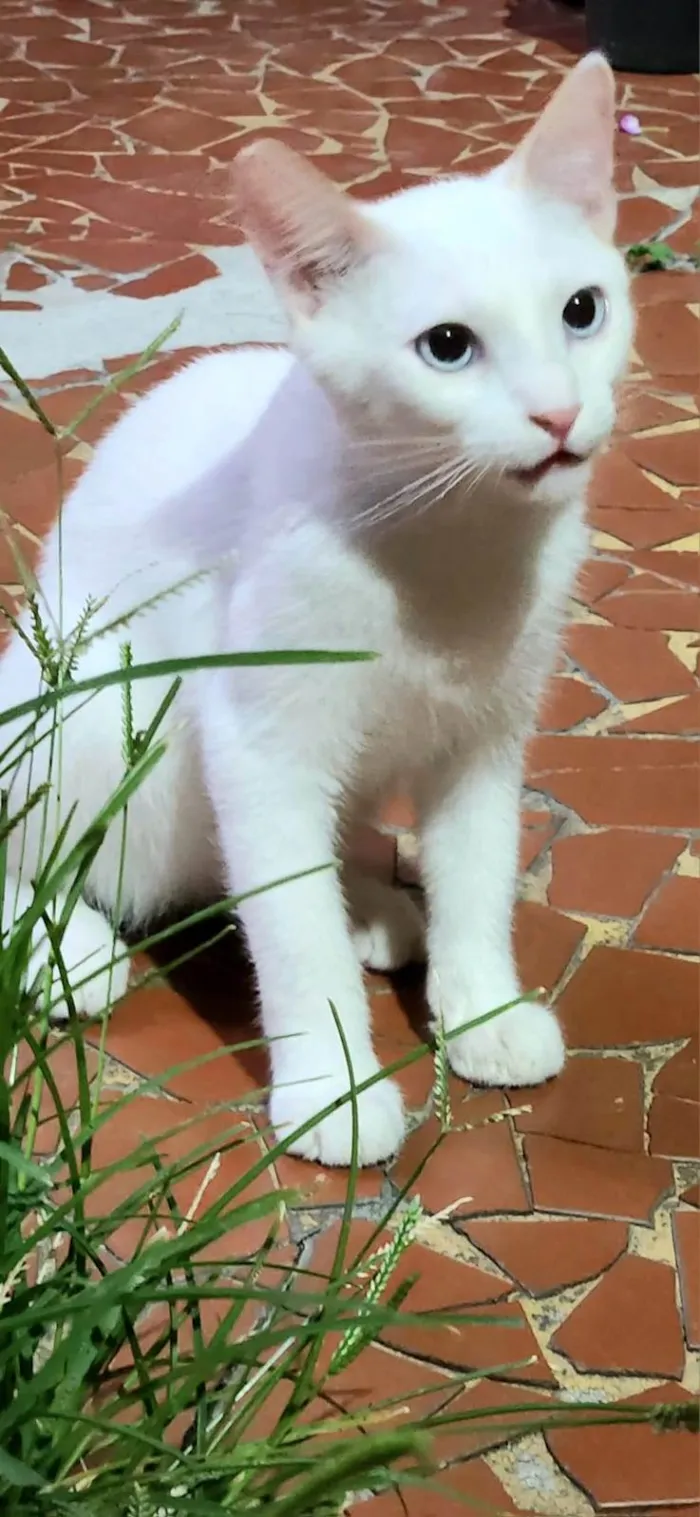 Gato ra a Srd idade 7 a 11 meses nome Algodão 