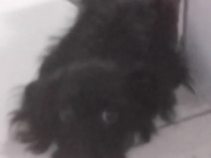 Cachorro raça Poodle idade 2 a 6 meses nome Black