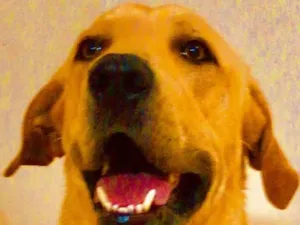 Cachorro raça Labrador idade 1 ano nome Maple