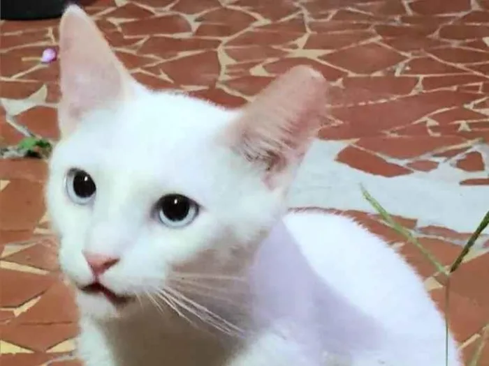 Gato ra a Srd idade 7 a 11 meses nome Algodão 
