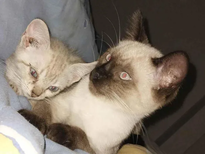 Gato ra a  idade 2 a 6 meses nome Simba e Jully