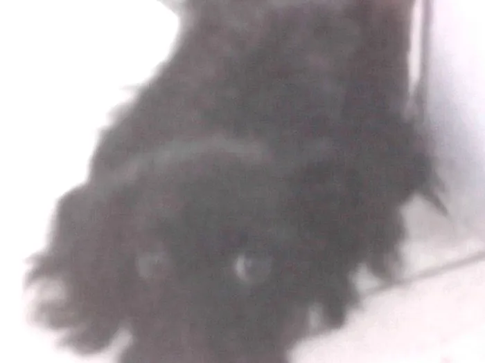 Cachorro raça Poodle idade 2 a 6 meses nome Black