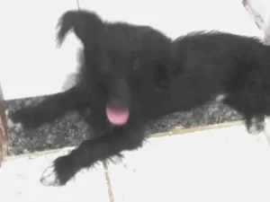 Cachorro raça Poodle idade 2 a 6 meses nome Black