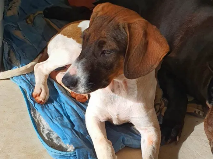 Cachorro ra a  idade 1 ano nome MILI