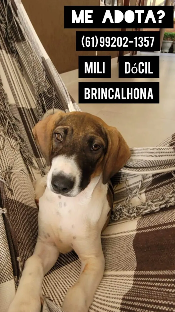 Cachorro ra a  idade 1 ano nome MILI