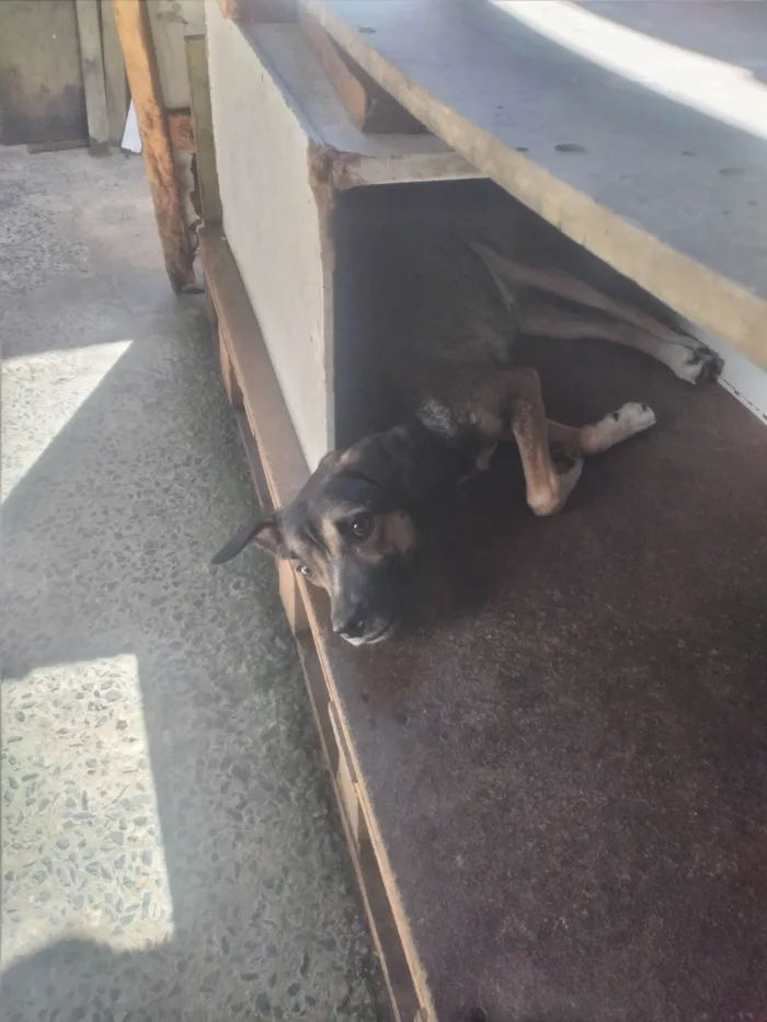 Cachorro ra a SRD-ViraLata idade 7 a 11 meses nome Moli