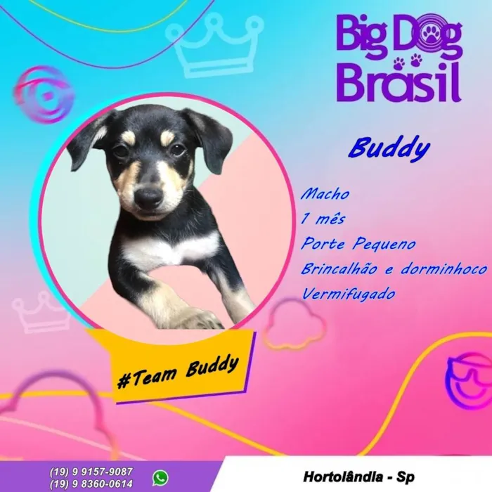 Cachorro ra a Vira lata  idade Abaixo de 2 meses nome Buddy