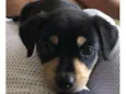 Buddy