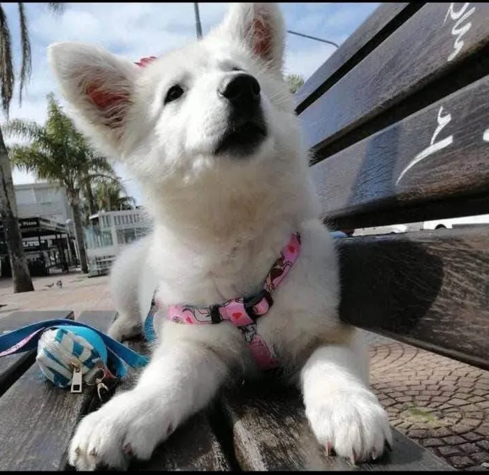 Cachorro ra a Pastor idade 7 a 11 meses nome Polara