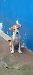 Pingo