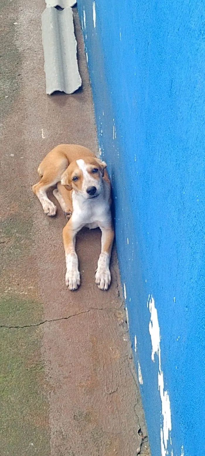 Cachorro ra a SRD-ViraLata idade 2 a 6 meses nome Pingo