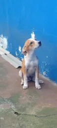 Pingo