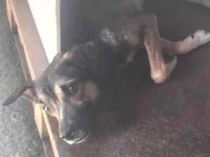 Cachorro raça SRD-ViraLata idade 7 a 11 meses nome Moli