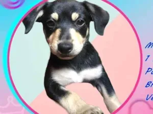 Cachorro raça Vira lata  idade Abaixo de 2 meses nome Buddy