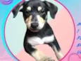 Buddy