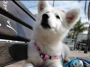 Cachorro raça Pastor idade 7 a 11 meses nome Polara
