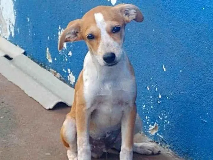 Cachorro ra a SRD-ViraLata idade 2 a 6 meses nome Pingo