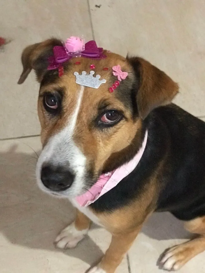Cachorro ra a SRD-ViraLata idade 5 anos nome Barbie 