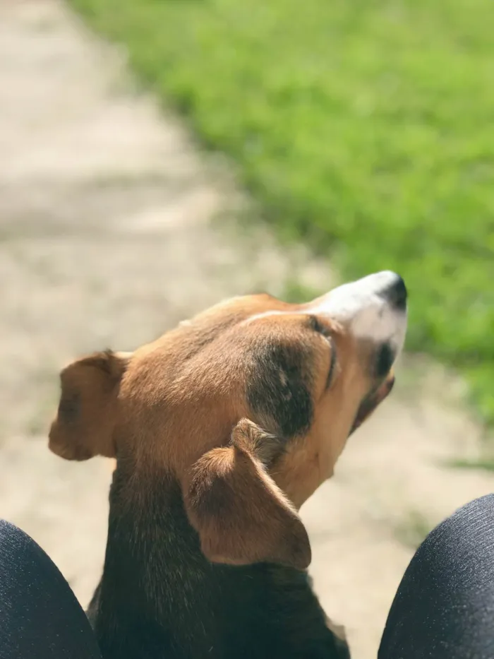 Cachorro ra a SRD-ViraLata idade 5 anos nome Barbie 