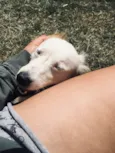 Pipoca 