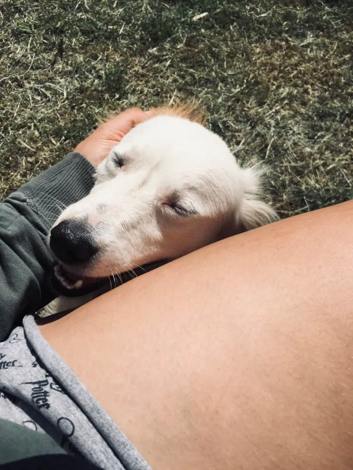 Cachorro ra a SRD-ViraLata idade 3 anos nome Pipoca 