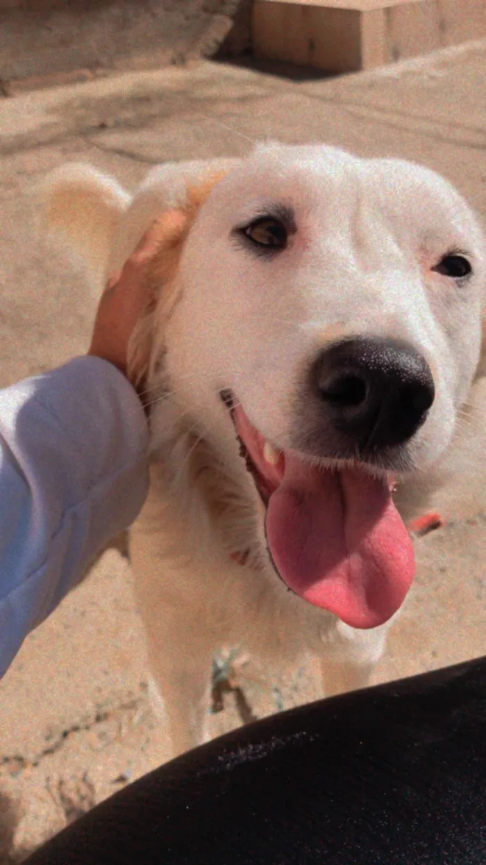 Cachorro ra a SRD-ViraLata idade 3 anos nome Pipoca 