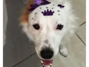 Cachorro raça SRD-ViraLata idade 3 anos nome Pipoca 