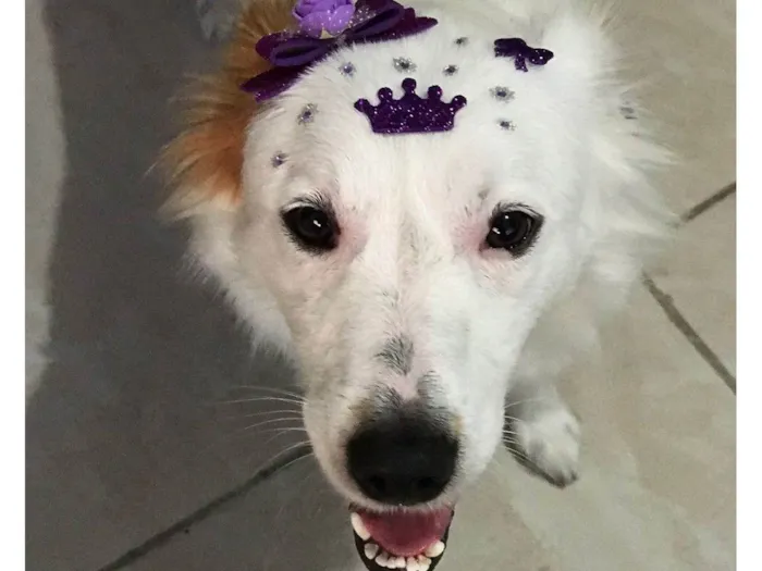 Cachorro ra a SRD-ViraLata idade 3 anos nome Pipoca 