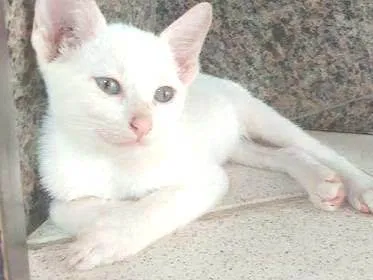 Gato ra a  idade 2 a 6 meses nome Ben