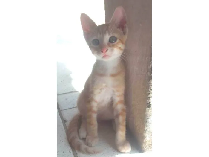 Gato ra a  idade 2 a 6 meses nome Guga, Leo, Tom e Zeca