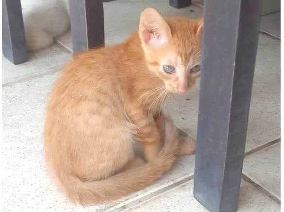 Gato ra a  idade 2 a 6 meses nome Guga, Leo, Tom e Zeca